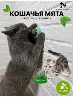 Скидка на Кошачья мята, лакомство для кошки